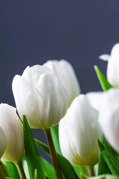 Vita Tulpaner Över Blå Bakgrund Våren Tulpan Blommor Bakgrund Vykort — Stockfoto