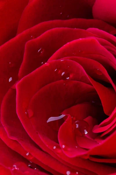 Beautiful Red Rose Flower Water Drops Closeup Macrophotography Rose Flower — Stock Photo, Image