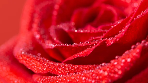 Bellissimo Fiore Rosa Rossa Con Gocce Acqua Primo Piano Macrofotografia — Foto Stock