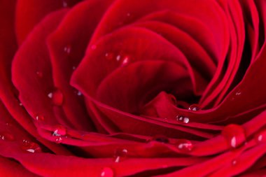 Su damlaları olan güzel kırmızı gül çiçeği. Gül çiçeğinin kafasının makrofotoğrafçılığı. Doğal çiçek arkaplanı.