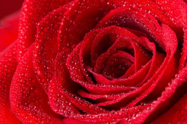 Su damlaları olan güzel kırmızı gül çiçeği. Gül çiçeğinin kafasının makrofotoğrafçılığı. Doğal çiçek arkaplanı.