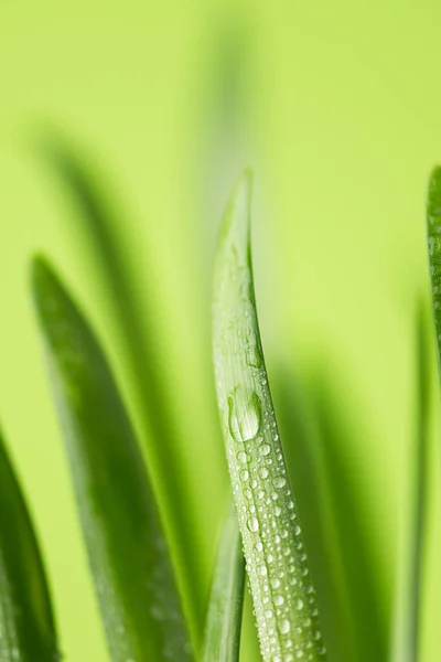 Zelená Tráva Kapkami Rosy Detailně Jarní Příroda Pozadí — Stock fotografie