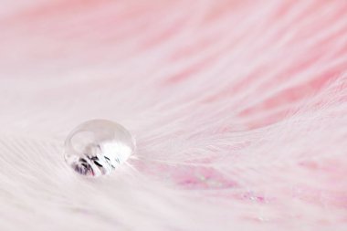 Şeffaf su damlası olan beyaz kuş tüyü. Yumuşak, hafif tüy duvar kağıdı.