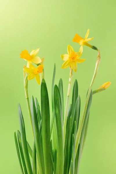 Giallo Narcisi Fiori Sfondo Verde Sfondo Natura Primaverile Buona Pasqua — Foto Stock