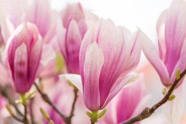 Bahar mevsiminde çok güzel bir manolya dalı açılır. Çiçekli manolya ağacı.