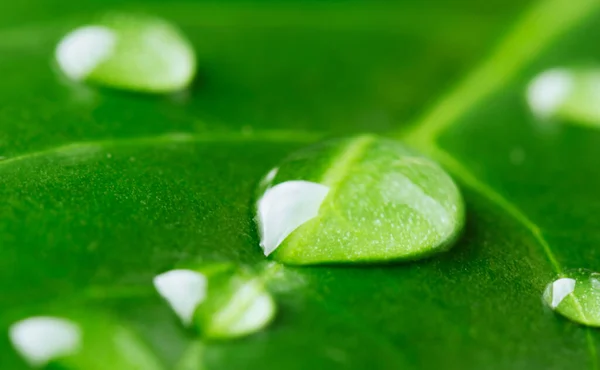 Rain Drops Green Leaf Macro Water Drops Dew Natural Background — стоковое фото