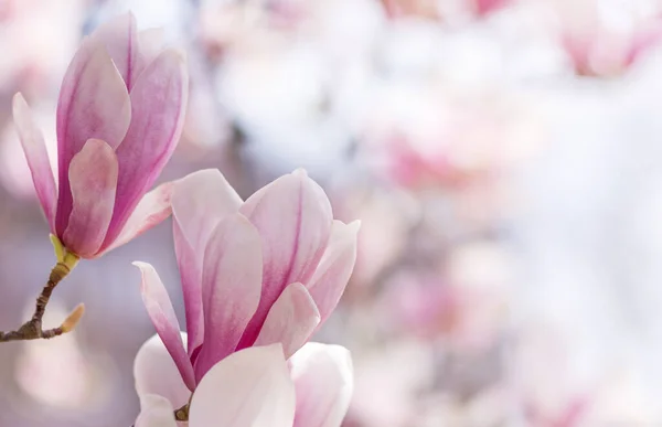 Красива Квітуча Гілка Магнолії Навесні Крупним Планом Квітуче Дерево Магнолії — стокове фото