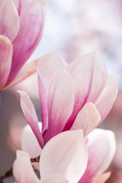 Prachtige Bloeiende Magnolia Tak Het Voorjaar Closeup Bloeiende Magnolia Boom — Stockfoto