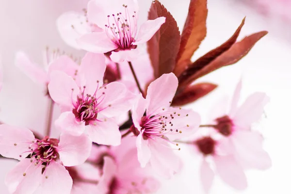 Krásná Kvetoucí Třešňová Větev Jarním Detailu Třešeň Kvetoucí — Stock fotografie
