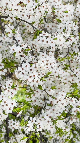 İlkbaharda güzel açan kiraz ağacı. Yakın plan. Çiçekli kiraz bahçesi.