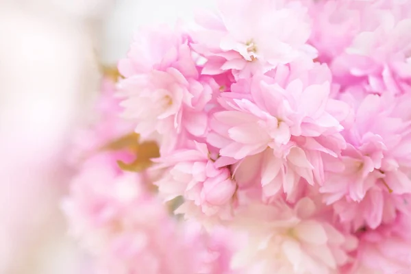 Mooie Bloeiende Sakura Tak Het Voorjaar Closeup Bloeiende Sakura Boom — Stockfoto