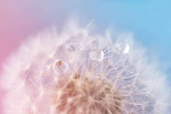 Dew water drops on dandelion seed, macrophotography. Fluffy dandelion seed with beautiful raindrops.