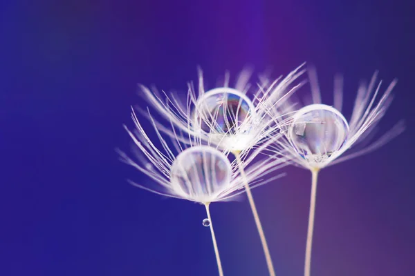 Dew water drops on dandelion seeds, macrophotography. Fluffy dandelion seed with beautiful raindrop.