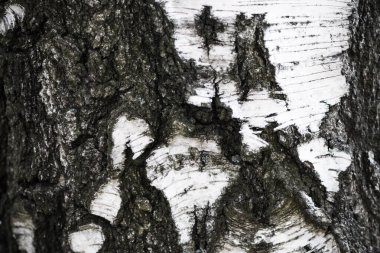 Siyah ve beyaz huş ağacı doğal kabuk bağlar. Birch kabuğu arkaplanı.
