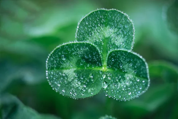 Yeşil yonca yaprağı ve sabah çiği yakın çekim. Yonca yaprağı makrofotoğrafçılığı. İlkbahar St. Patrick Günü geçmişi.