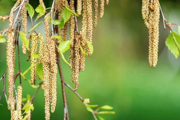 Huş ağacı küpeleri dışarıda. Spring Huş Kedileri yakın plan. Doğal arkaplan.