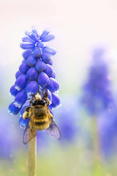 Kwiaty Hiacyntu Winogronowego Zbliżeniem Pszczół Niebieski Muscari Wiosenne Kwiaty Pszczoły — Zdjęcie stockowe
