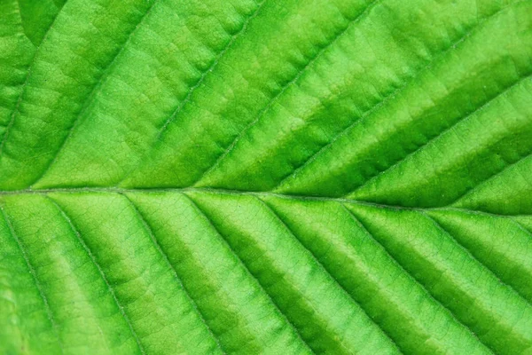 Abstract Green Leaf Texture Tree Leaf Texture Macrophotography — стоковое фото