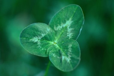 Yeşil yonca yaprağı yakın plan. Yonca yaprağı makrofotoğrafçılığı. İlkbahar St. Patrick Günü geçmişi. 