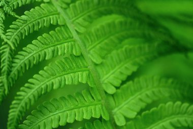 Eğreltiotları dışarı yakın çekim yapar. Yeşil eğreltiotu güneş ışığında doğal arkaplan.