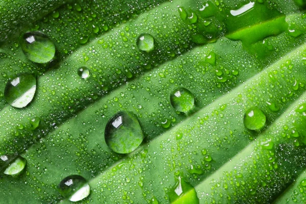 Dešťové Kapky Zelený List Makro Fotografie Kapky Rosy Listí Přírodní — Stock fotografie
