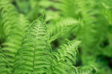 Eğreltiotları dışarı yakın çekim yapar. Yeşil eğreltiotu güneş ışığında doğal arkaplan.