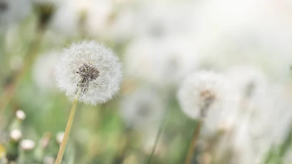 Many White Fluffy Dandelions Outdoors Dandelions Field Wallpaper — Stockfoto