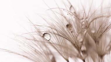 Su damlalı karahindiba tohumları. Karahindiba kabarık tohumlarının Macro fotoğrafı..