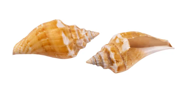 Schelp Geïsoleerd Witte Achtergrond Seashell Voor Ontwerp — Stockfoto