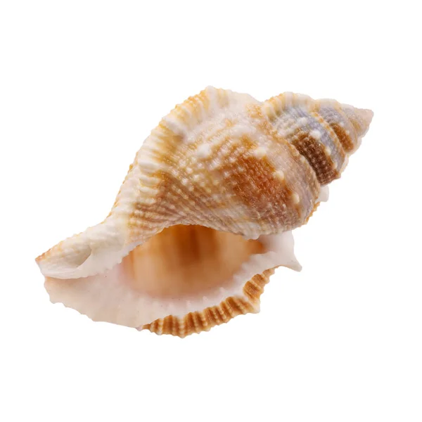 Seashell Isolated White Background Seashell You Design — Stock Photo, Image