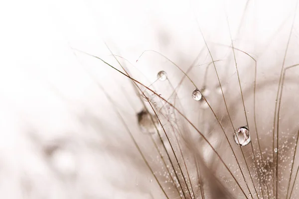 Pampelišková Semínka Kapkami Vody Detailně Makro Foto Pampelišky Nadýchaných Semen — Stock fotografie
