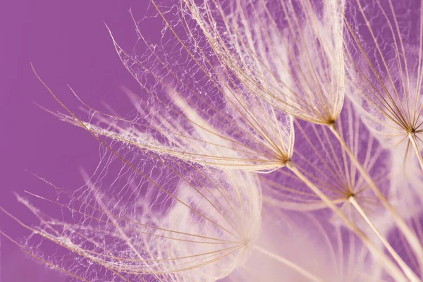 Dandelion seeds with water drops closeup. Macro photo of dandelion fluffy seeds.