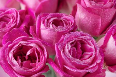 Bouquet of fresh pink roses background. Pink rose flowers with water drops closeup.