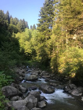 Nehir ve ormanlı güzel bir manzara.