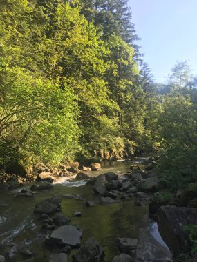 Nehir ve ormanlı güzel bir manzara.