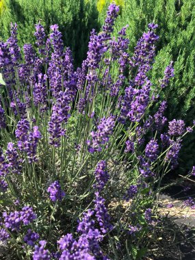 Bahçedeki lavanta çiçekleri