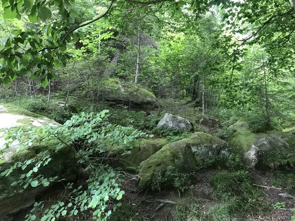 Πράσινο Δάσος Στα Βουνά — Φωτογραφία Αρχείου