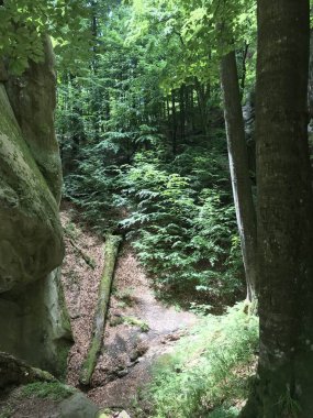 Ormanda güzel bir şelale.