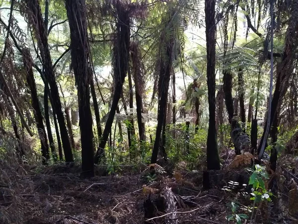 Nova Zelândia Arbusto Nativo Casa Meu Amigo Laticínios Plana — Fotografia de Stock