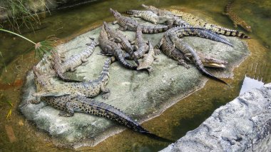 Üst Açı Görünümü Timsah esaretinde daire göleti üzerinde çok sayıda timsah