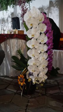 Ev Dekorasyonu Mimarisi İçin Beyaz Penis Orkidesi Çiçekleri