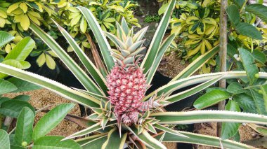 Meyve bahçesinde taze yeşil yapraklı tatlı ananas meyvesi.