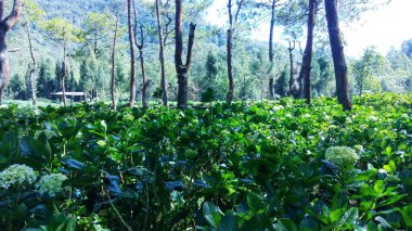 Orman bahçesinin ortasında ortanca çiçekleri açar. 