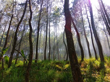 Çam ormanında sisli bir atmosfer ve güneşli yeşil çimenler.