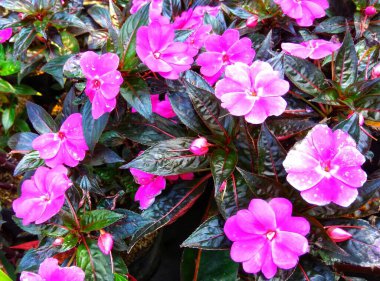 Bahçede yetişen taze pembe mor çiçekler.