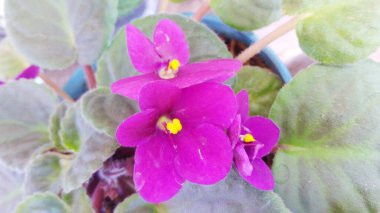 Güzel, güçlü, mor çiçekli, sarımsı çiçekli bahçeyi kapat.