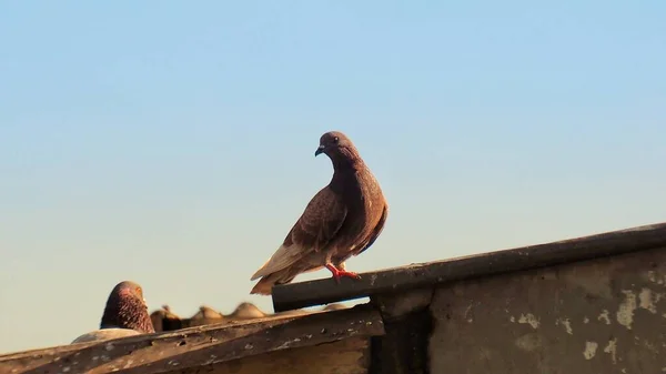 Close Pombo Selvagem Empoleirado Telhado Casa Com Céu Azul — Fotografia de Stock