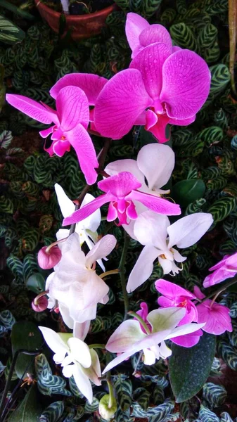 Фиолетовый Белый Phalaenopsis Орхидеи Цветы Расположены Вертикальном Саду — стоковое фото