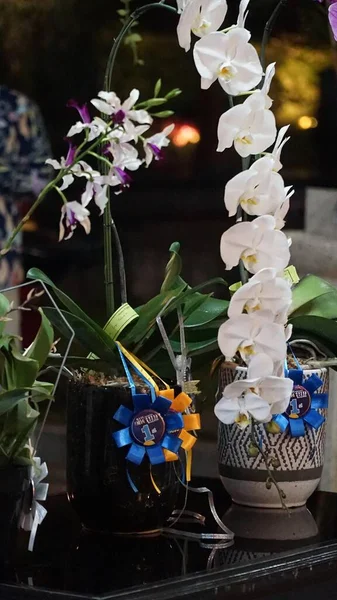 Fiori Bianchi Del Orchid Phalaenopsis Architettura Domestica Della Decorazione — Foto Stock