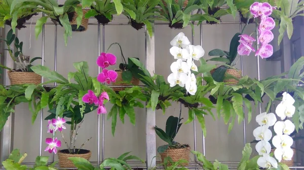 Vari Generi Piante Del Orchid Sull Esposizione Nel Giardino Verticale — Foto Stock